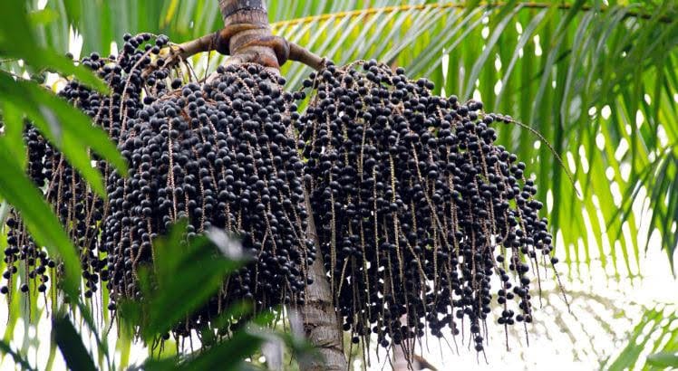 Açaí palm tree with clusters of ripe fruit in the Amazon forest