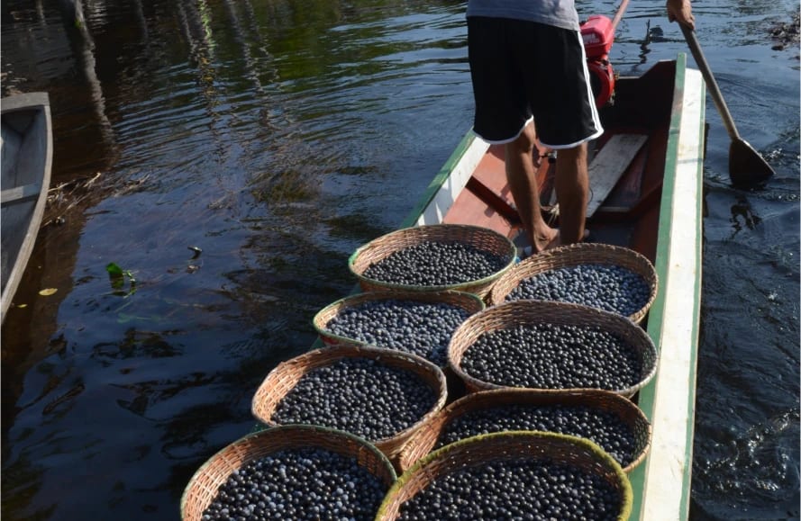 Producer transporting baskets of açaí by canoe