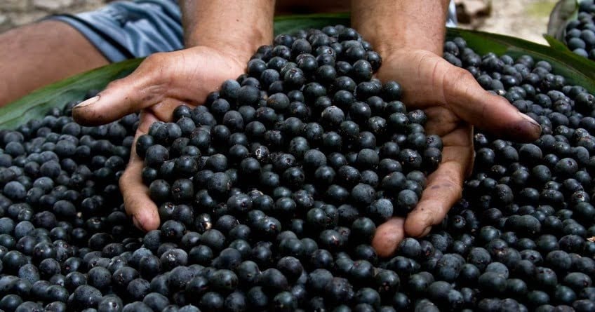 Hands holding freshly harvested açaí berries