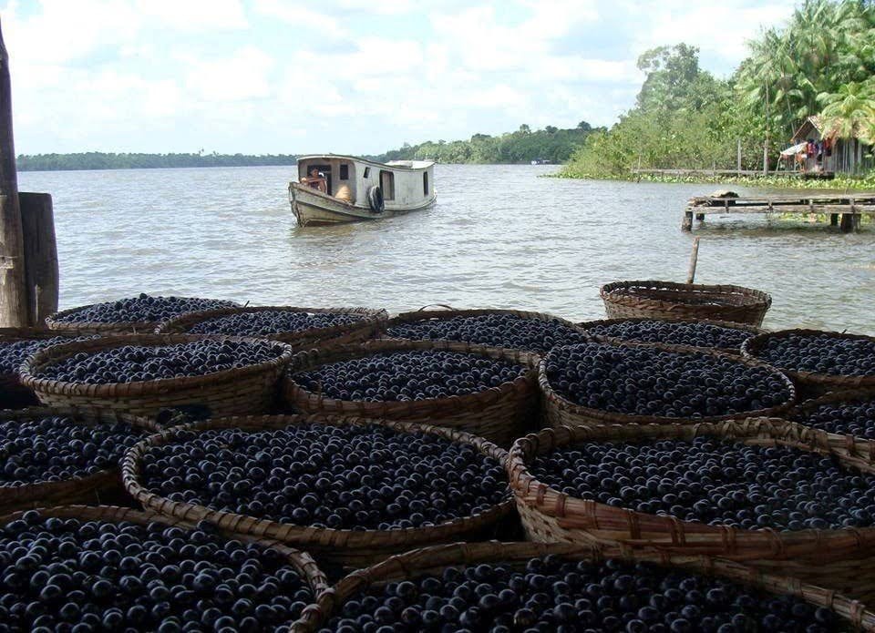Boat and baskets of freshly harvested açaí on an Amazon river, with a riverside community in the background